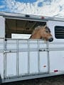 TSEE Horse Hello